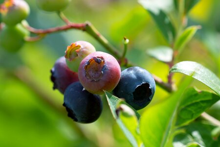 Ripening process mature nature photo