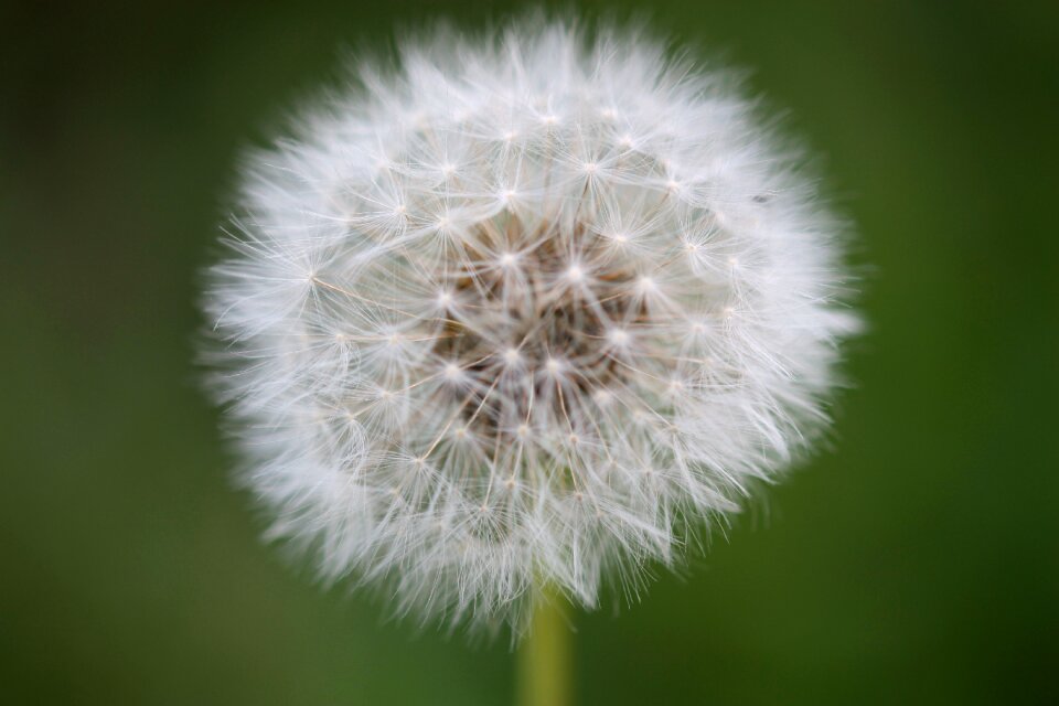 Close up pointed flower seeds