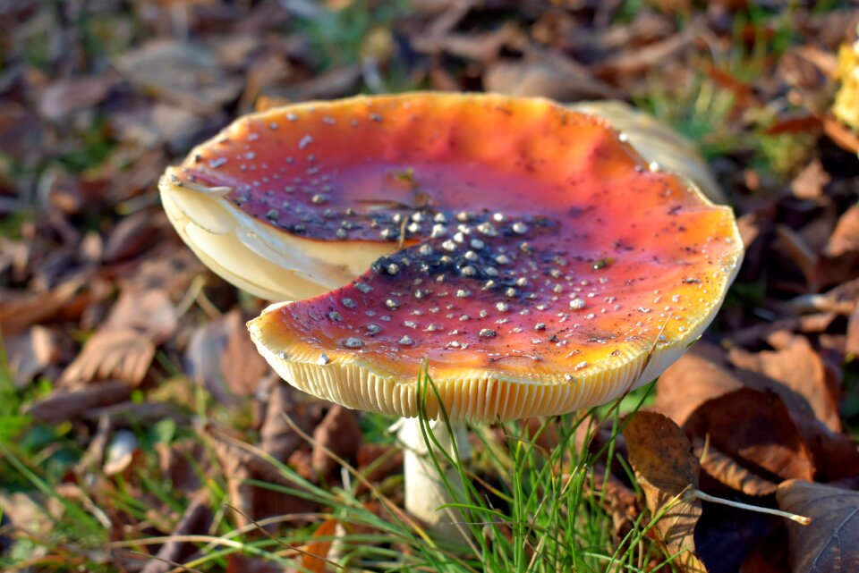Autumn mushroom fly agaric