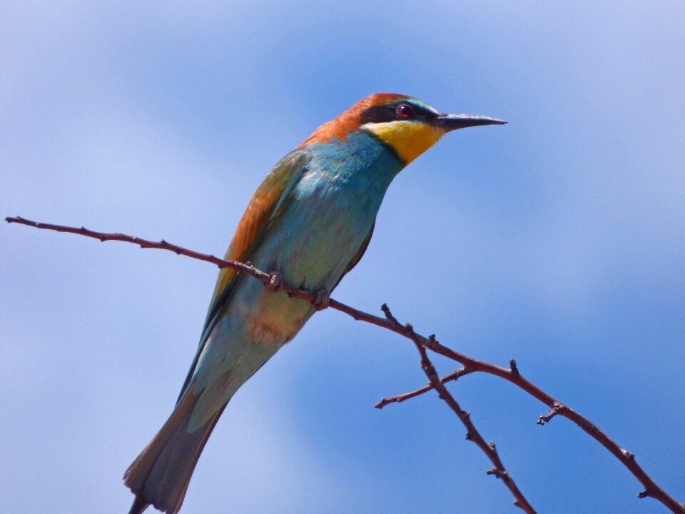 Branch sky birds
