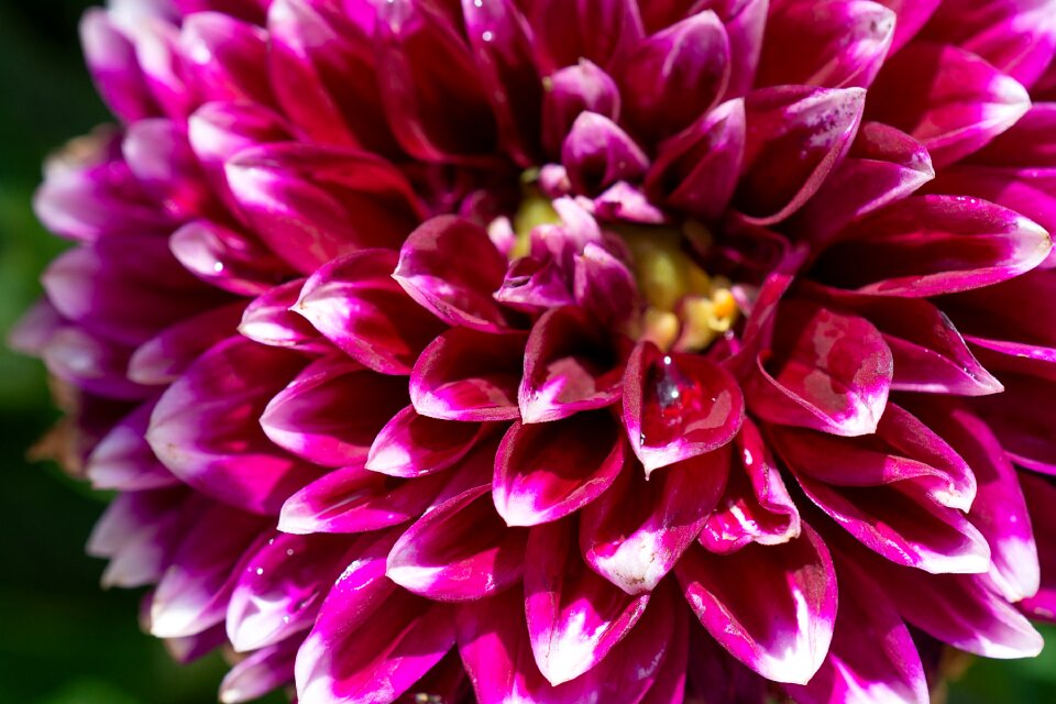 Flower plant dahlia garden