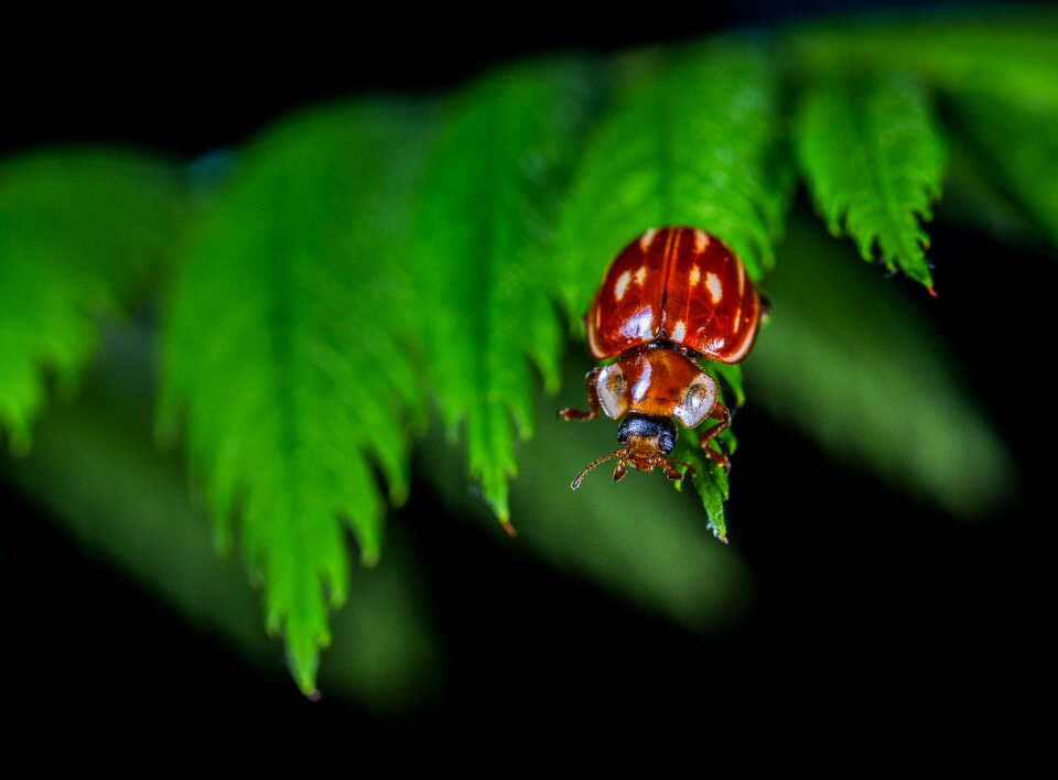 Macro insect beetle