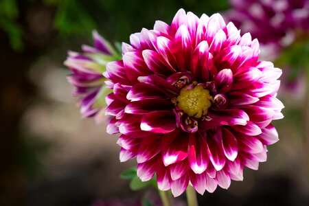 Garden plant dahlia garden plant