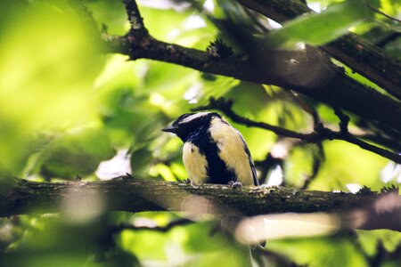 Animal world branch animal photo