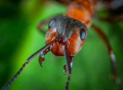 Macro insect ant photo