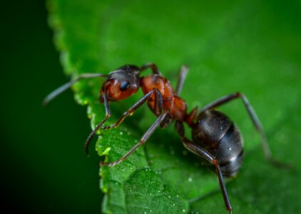 Macro insect ant