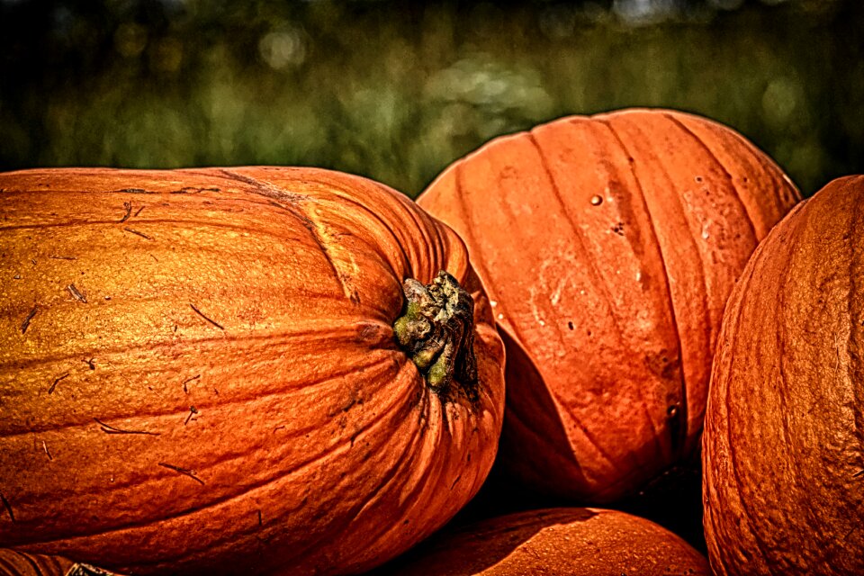 Decorative squashes harvest orange