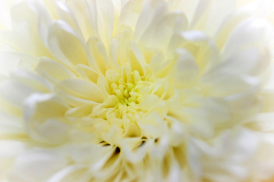 Close up detail blossom