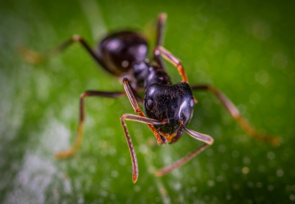 Macro insect Free photos