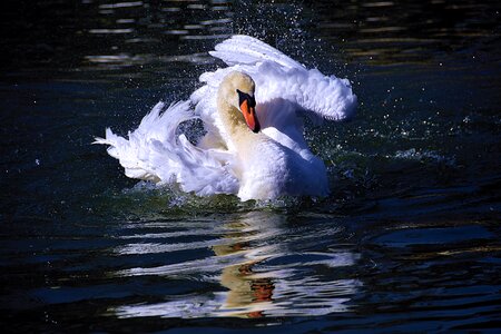 Swan water bird photo