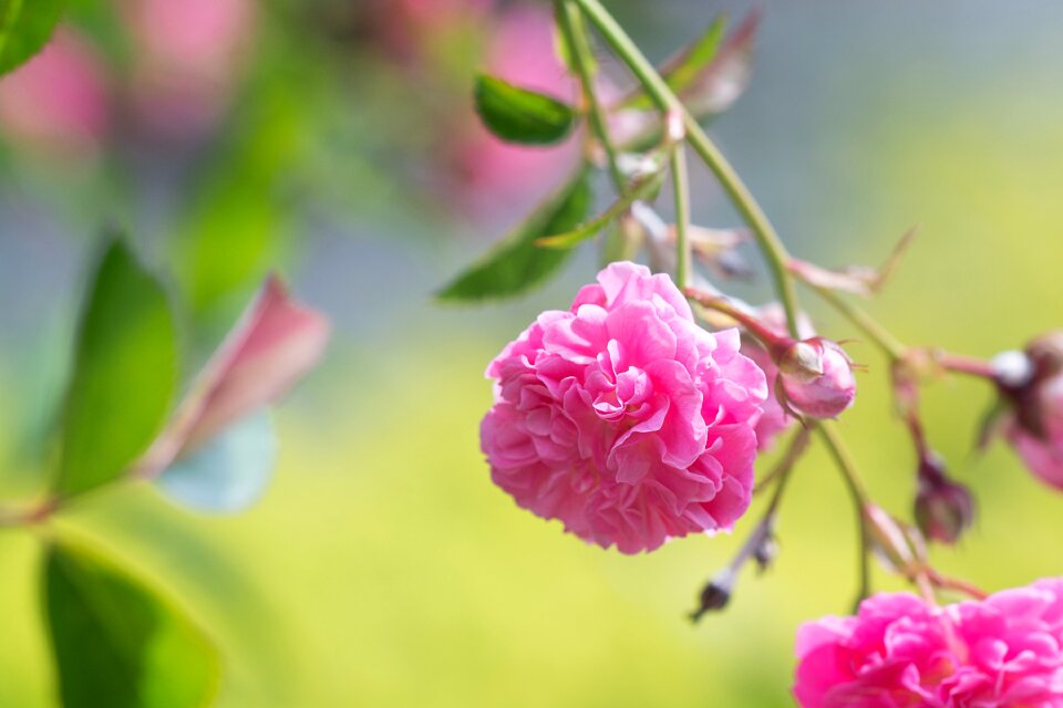 Flowers pink flowers rose garden