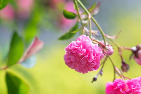 Flowers pink flowers rose garden
