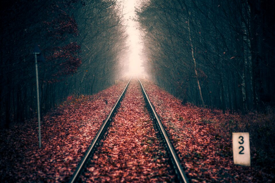 Tree nature rails