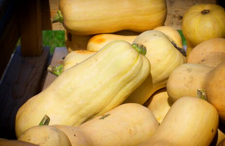 Decorative squashes harvest thanksgiving