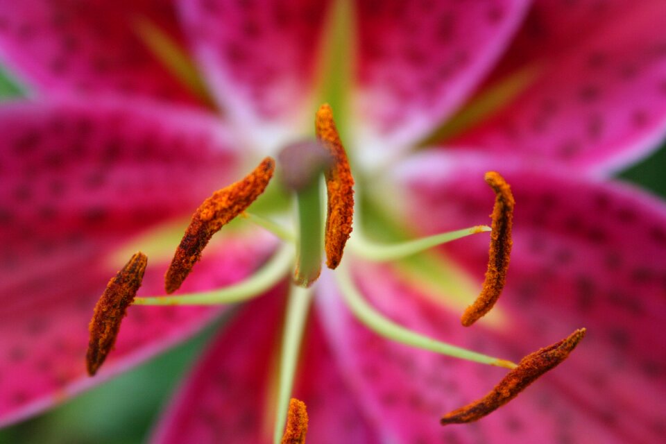 Bloom plant close up photo