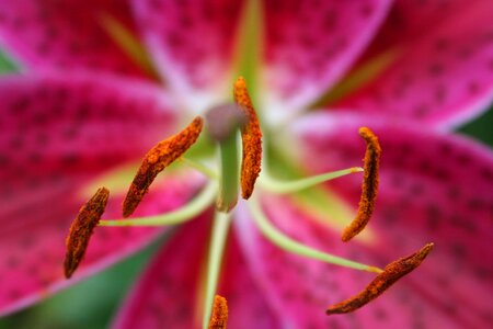 Bloom plant close up