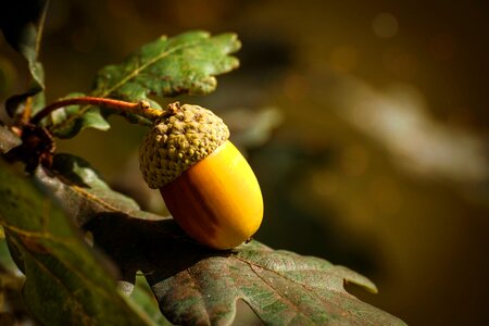 Oak oak fruit tree fruit photo