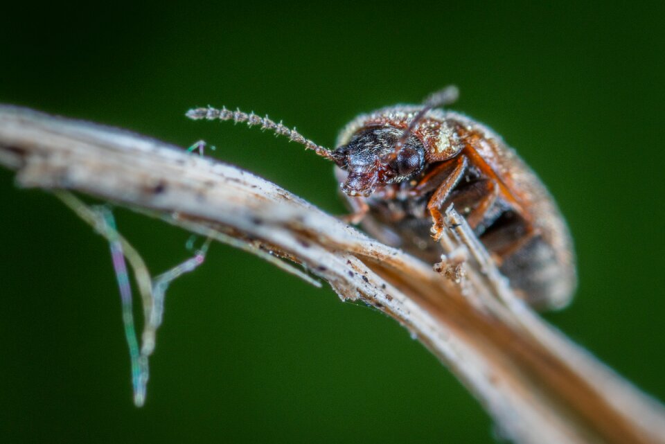Macro insect beetle