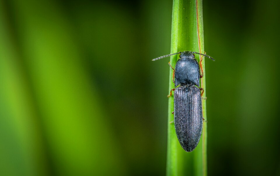 Insect beetle blade of grass