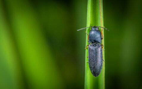 Insect beetle blade of grass