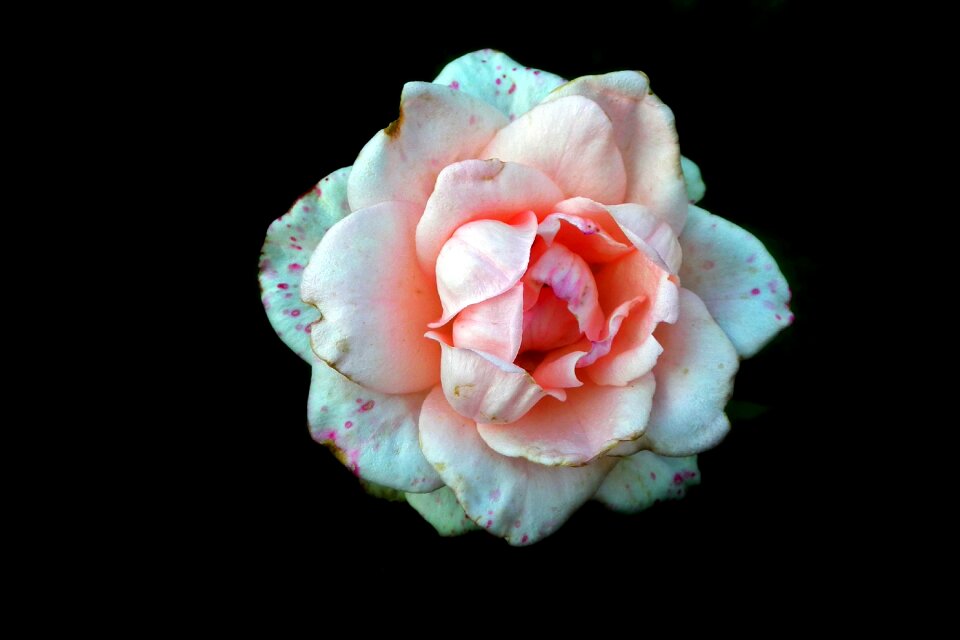 Summer the petals macro