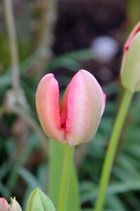 Nature plant petals photo