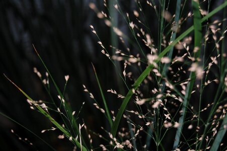 Nature plant fireworks