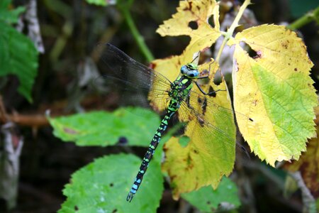 Insect flight insect nature