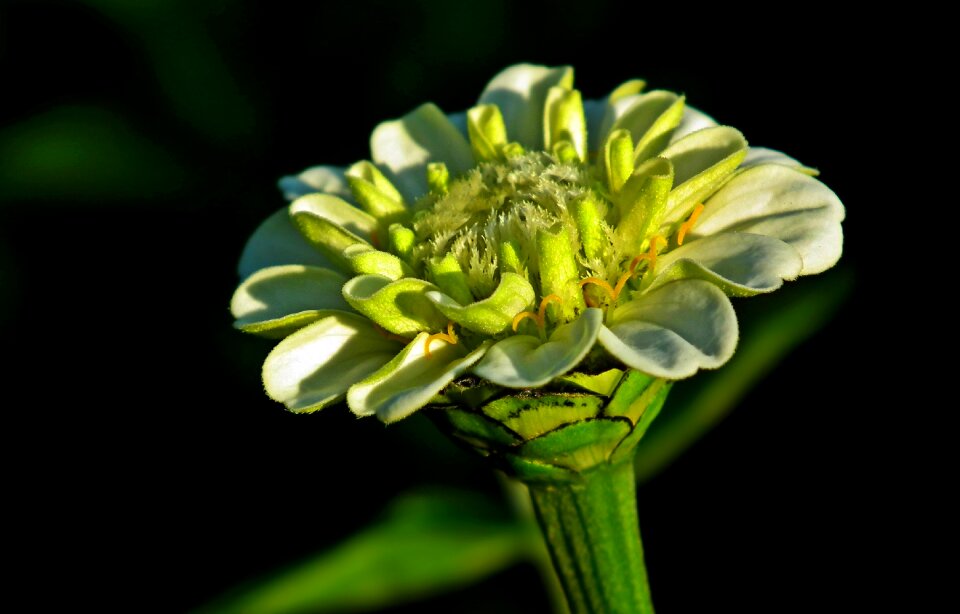 Nature macro garden