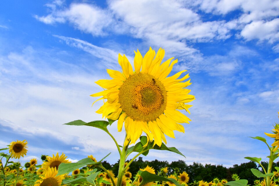 Yellow flower flora