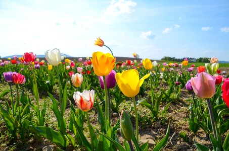 Field of flowers spring flowers spring photo