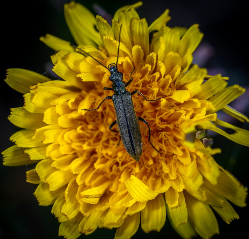 Insect beetle flower