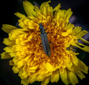 Insect beetle flower photo