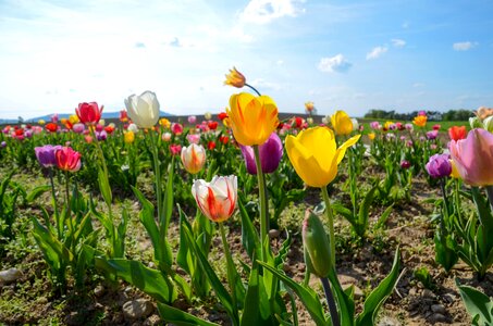 Spring flowers field of flowers spring photo