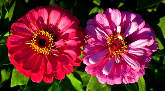 Summer garden nature