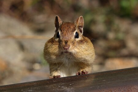 Cute furry furry tail photo