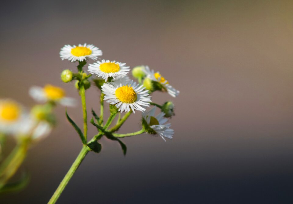 Petal beautiful calm