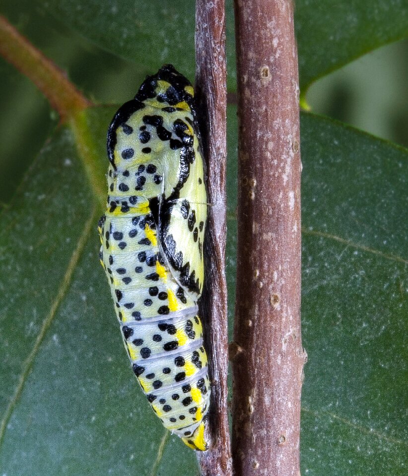 Pattern dots butterfly