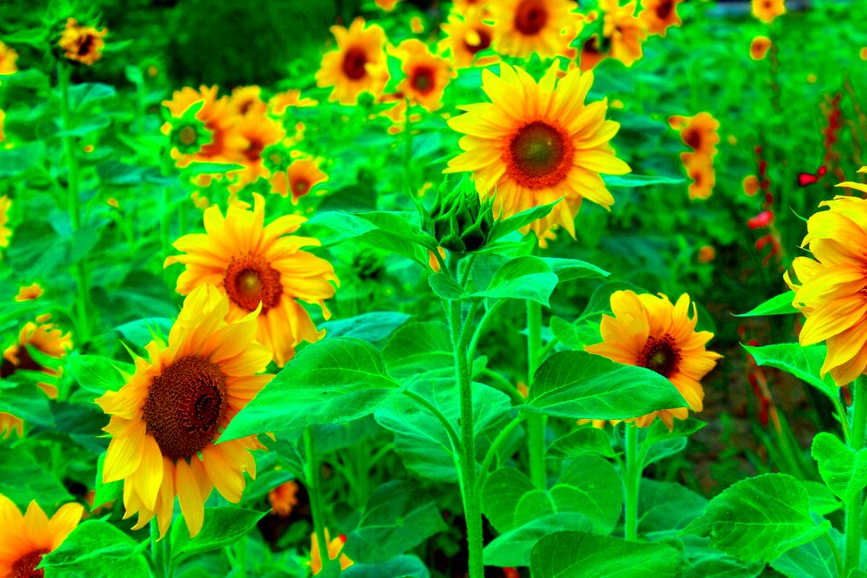 Plant bright sunny