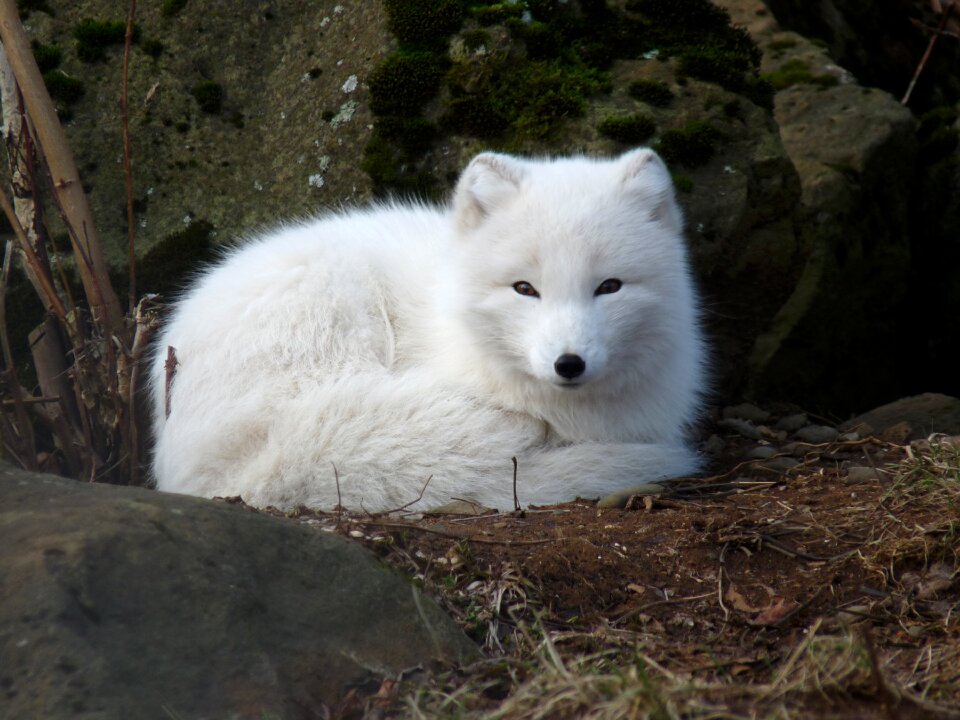 Animal wildlife wild