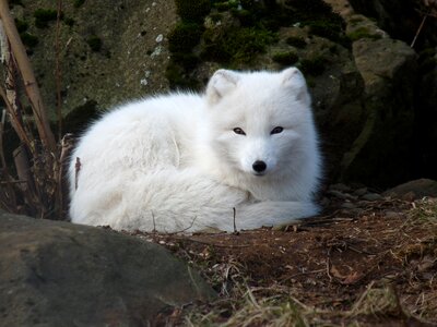 Animal wildlife wild