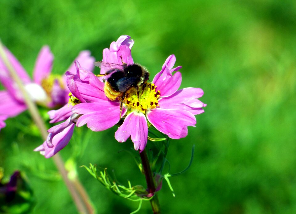 Pollination insect color