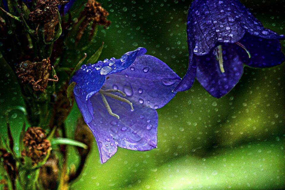 Natural garden wet