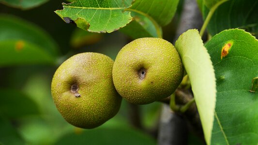 Food nature background