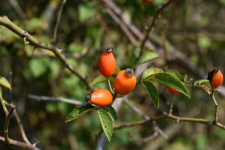 Fruits shrub nature photo