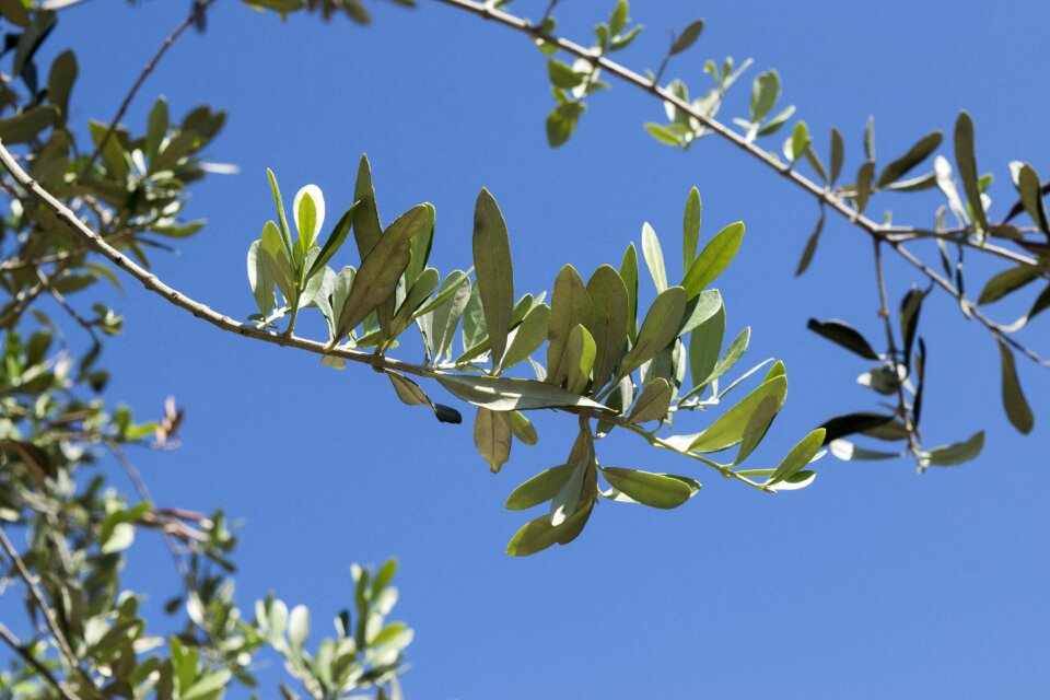 Heavens olive tree olive