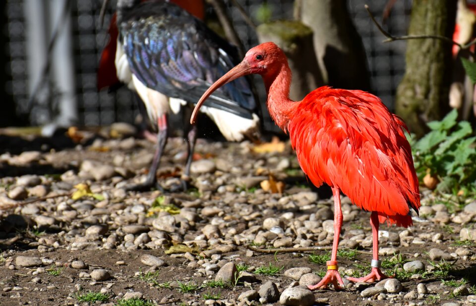 Red ibis plumage zoo