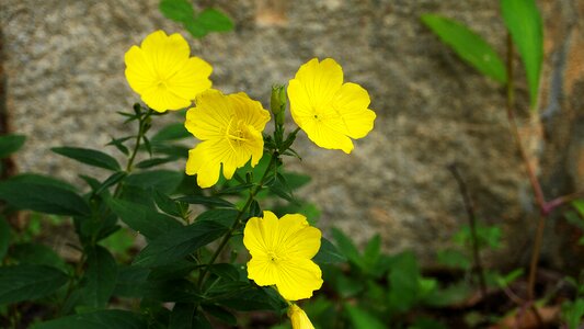 Flowers wildflower yellow