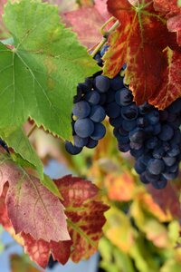 Vineyard nature letter