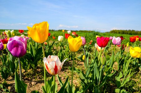 Spring flowers field of flowers spring